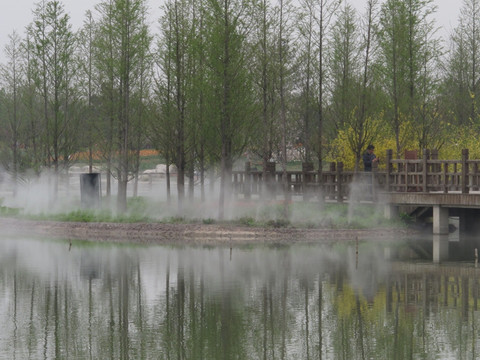 北京鲜花港  水杉树