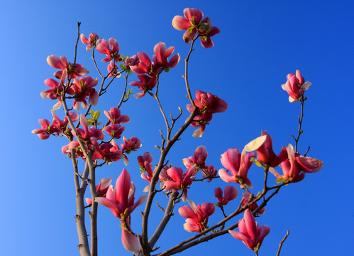 樱花满枝头