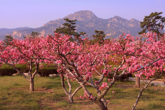 樱花树