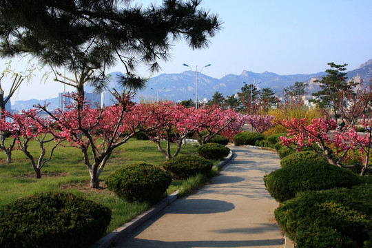 景区建设 樱花