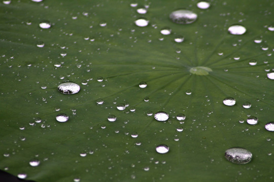 雨荷