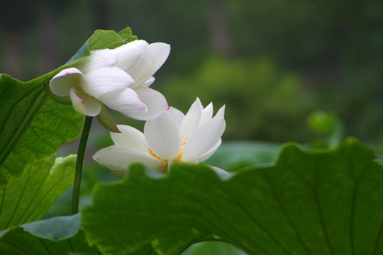 雨荷