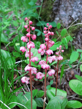 野生植物 红花鹿蹄草