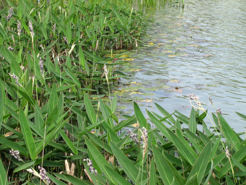 池塘中的梭鱼草