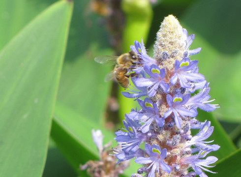 梭鱼草花与蜜蜂