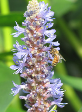 梭鱼草开花 蜜蜂