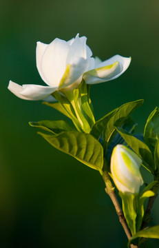 栀子花