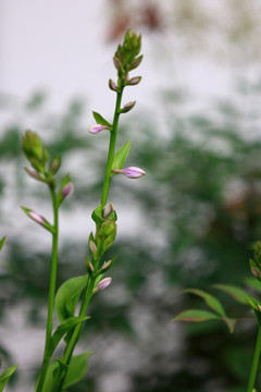 玉簪花