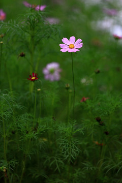 雏菊