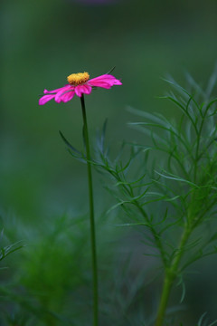 波斯菊