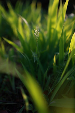 狗尾巴草