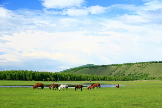 高山牧场