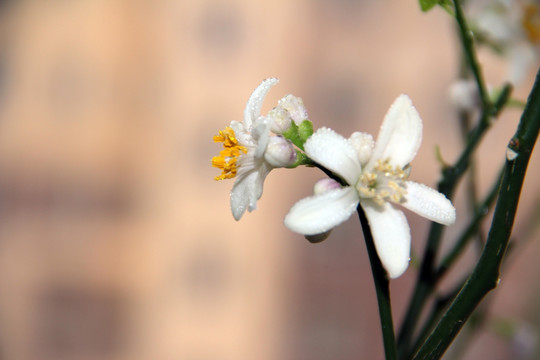 柠檬花