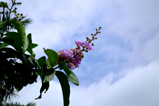 花 花卉 鲜花