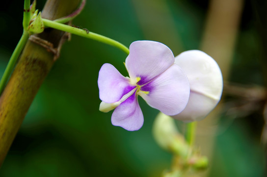 蔬菜花卉　豇豆花