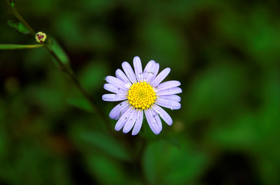 路边的野花可以采