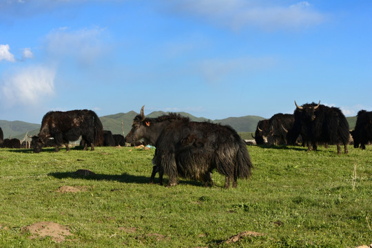 若尔盖草原牦牛