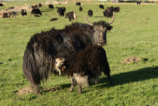 若尔盖草原牦牛母子