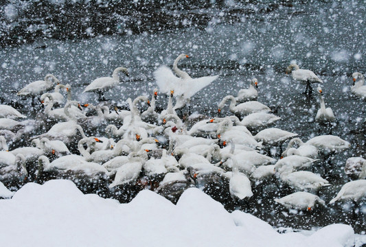 天鹅湖 冬天 雪