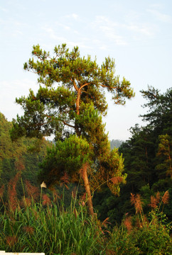 马尾松 黄山松