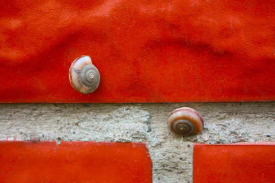 墙上的蜗牛