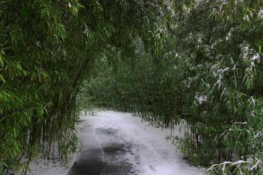 竹林