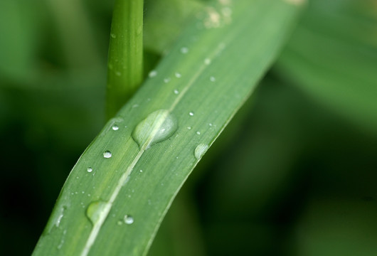 水珠