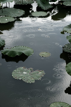 雨荷