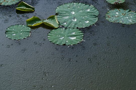 雨荷