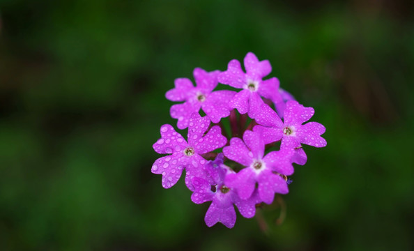 清新紫花