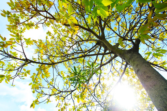 阳光灿烂的绿树