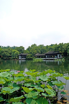 曲院风荷水阁