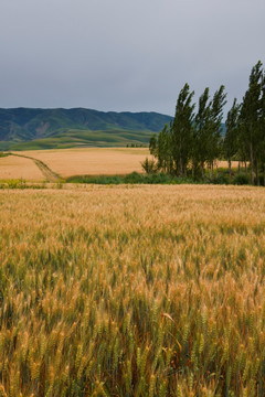 麦田