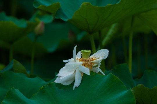 荷花