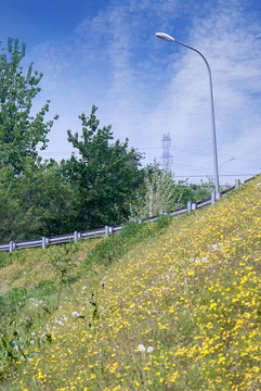 山坡上的黄色野花