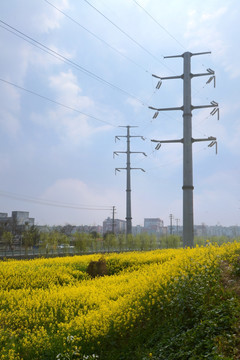 成都郊区油菜花高压线