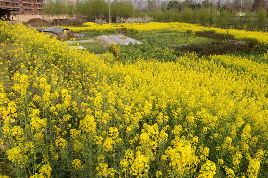 成都郊区油菜花