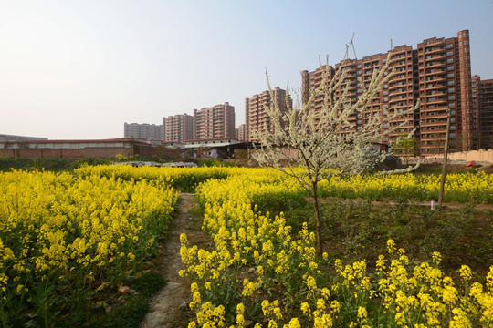 成都郊区油菜花