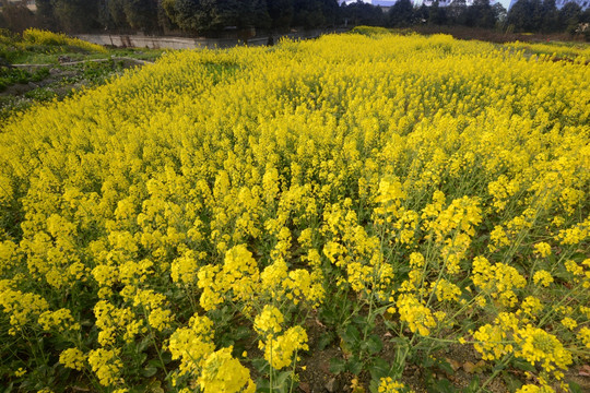 大片油菜花