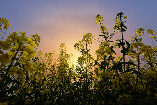 油菜花