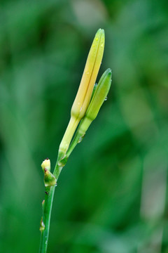 黄花菜