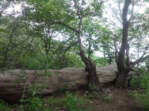 巨石树木