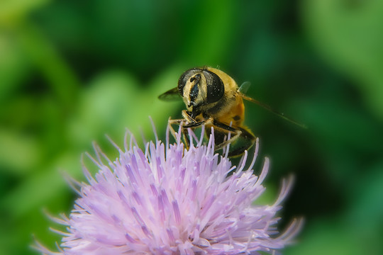 蜜蜂恋花