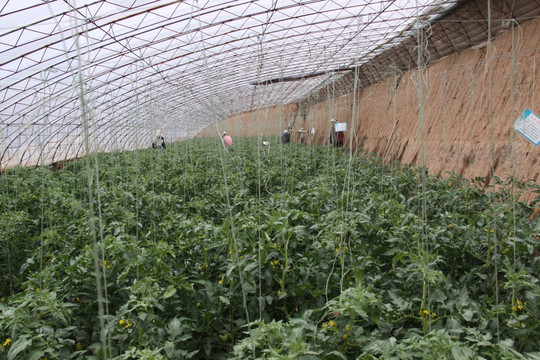日光温室番茄栽培