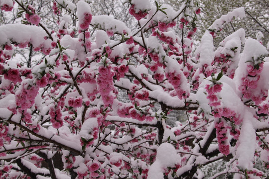 雪中桃花