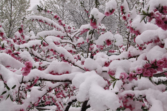 雪中桃花