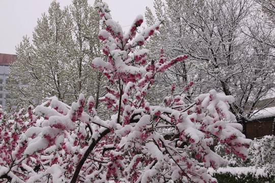 雪中桃花