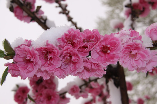 雪中桃花