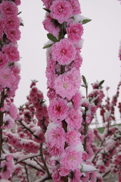 雪中桃花