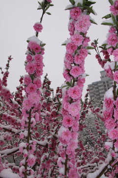 雪中桃花